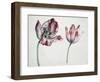 Tulips-Simon Peeterz Verelst-Framed Giclee Print