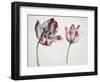 Tulips-Simon Peeterz Verelst-Framed Giclee Print