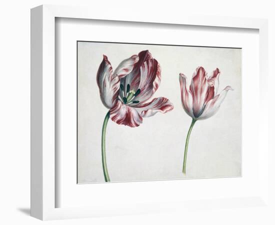 Tulips-Simon Peeterz Verelst-Framed Giclee Print