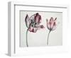 Tulips-Simon Peeterz Verelst-Framed Giclee Print