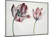 Tulips-Simon Peeterz Verelst-Mounted Giclee Print