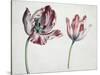 Tulips-Simon Peeterz Verelst-Stretched Canvas