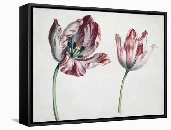 Tulips-Simon Peeterz Verelst-Framed Stretched Canvas