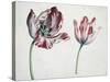 Tulips-Simon Peeterz Verelst-Stretched Canvas