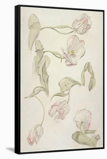 Tulips-Albert Williams-Framed Stretched Canvas