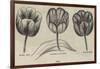 Tulips-null-Framed Giclee Print