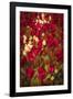 Tulips-Marco Carmassi-Framed Photographic Print