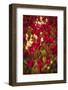 Tulips-Marco Carmassi-Framed Photographic Print