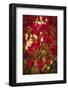 Tulips-Marco Carmassi-Framed Photographic Print