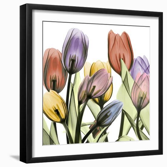 Tulipscape 2-Albert Koetsier-Framed Photographic Print