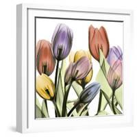 Tulipscape 2-Albert Koetsier-Framed Photographic Print