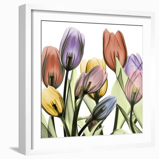 Tulipscape 2-Albert Koetsier-Framed Photographic Print