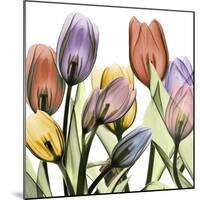 Tulipscape 2-Albert Koetsier-Mounted Photographic Print