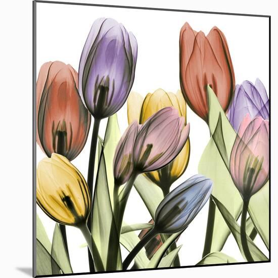 Tulipscape 2-Albert Koetsier-Mounted Photographic Print