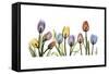 Tulipscape Portrait-Albert Koetsier-Framed Stretched Canvas