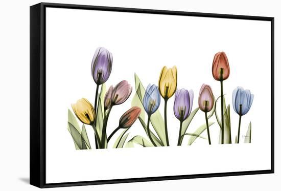 Tulipscape Portrait-Albert Koetsier-Framed Stretched Canvas