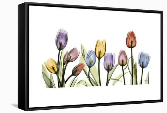 Tulipscape Portrait-Albert Koetsier-Framed Stretched Canvas