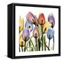 Tulipscape-Albert Koetsier-Framed Stretched Canvas