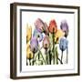 Tulipscape-Albert Koetsier-Framed Art Print