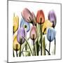 Tulipscape-Albert Koetsier-Mounted Art Print