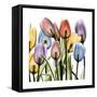 Tulipscape-Albert Koetsier-Framed Stretched Canvas