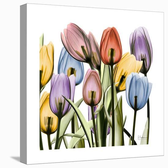 Tulipscape-Albert Koetsier-Stretched Canvas