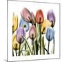 Tulipscape-Albert Koetsier-Mounted Art Print