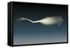 Tullimonstrum Gregarium, known as the Tully Monster-Stocktrek Images-Framed Stretched Canvas