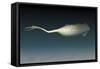 Tullimonstrum Gregarium, known as the Tully Monster-Stocktrek Images-Framed Stretched Canvas