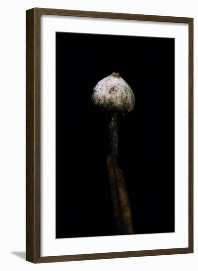 Tulostoma Brumale (Winter Stalkball)-Paul Starosta-Framed Photographic Print