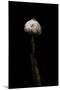 Tulostoma Brumale (Winter Stalkball)-Paul Starosta-Mounted Photographic Print