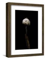 Tulostoma Brumale (Winter Stalkball)-Paul Starosta-Framed Photographic Print