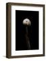 Tulostoma Brumale (Winter Stalkball)-Paul Starosta-Framed Photographic Print