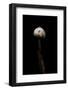 Tulostoma Brumale (Winter Stalkball)-Paul Starosta-Framed Photographic Print