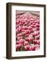 Tulup Field 12-ErikdeGraaf-Framed Photographic Print