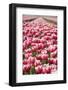 Tulup Field 12-ErikdeGraaf-Framed Photographic Print