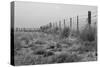 Tumbleweed Fences and Sheep-Amanda Lee Smith-Stretched Canvas