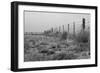 Tumbleweed Fences and Sheep-Amanda Lee Smith-Framed Photographic Print