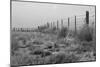 Tumbleweed Fences and Sheep-Amanda Lee Smith-Mounted Photographic Print