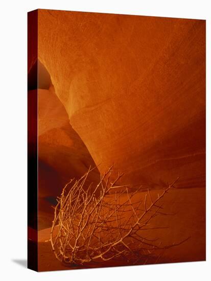 Tumbleweed on Ledge in Antelope Canyon, Page, Arizona, USA-Adam Jones-Stretched Canvas