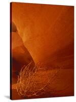 Tumbleweed on Ledge in Antelope Canyon, Page, Arizona, USA-Adam Jones-Stretched Canvas