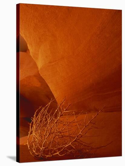 Tumbleweed on Ledge in Antelope Canyon, Page, Arizona, USA-Adam Jones-Stretched Canvas