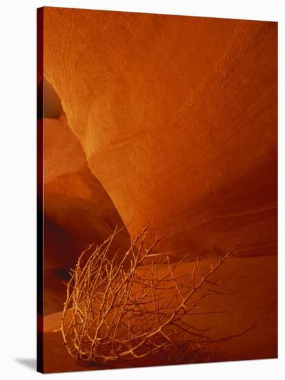 Tumbleweed on Ledge in Antelope Canyon, Page, Arizona, USA-Adam Jones-Stretched Canvas