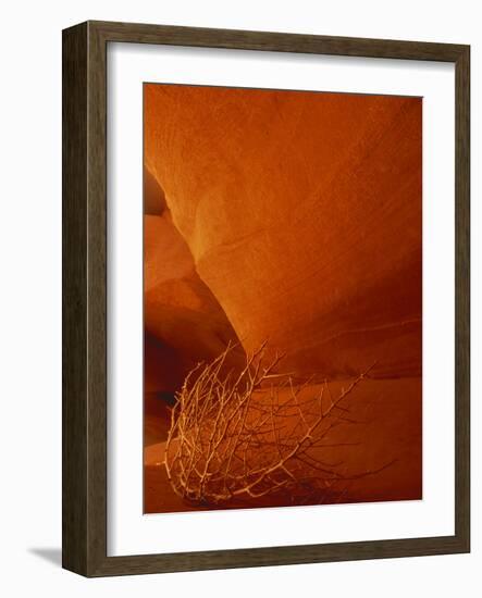 Tumbleweed on Ledge in Antelope Canyon, Page, Arizona, USA-Adam Jones-Framed Photographic Print