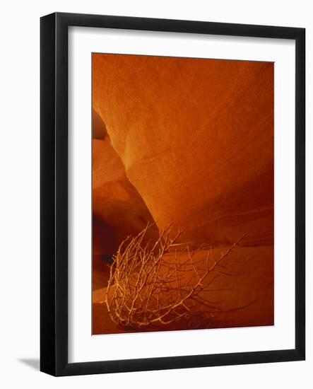 Tumbleweed on Ledge in Antelope Canyon, Page, Arizona, USA-Adam Jones-Framed Photographic Print