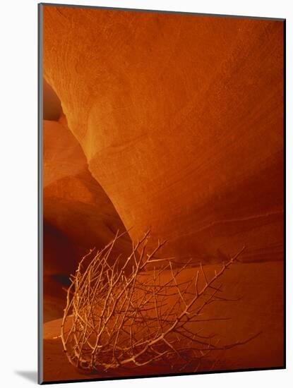 Tumbleweed on Ledge in Antelope Canyon, Page, Arizona, USA-Adam Jones-Mounted Photographic Print