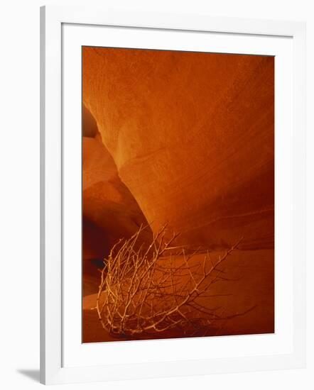 Tumbleweed on Ledge in Antelope Canyon, Page, Arizona, USA-Adam Jones-Framed Photographic Print