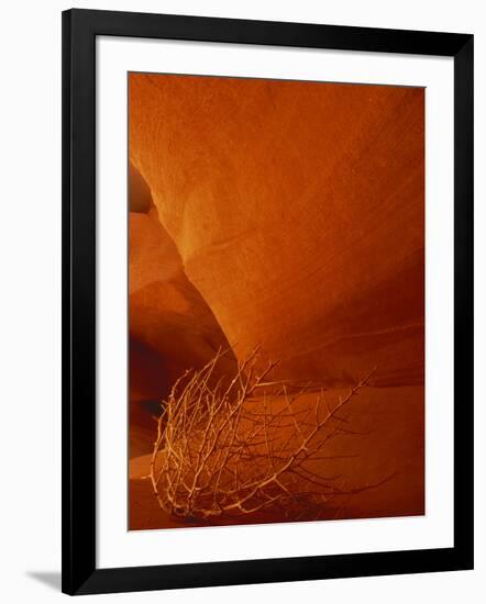 Tumbleweed on Ledge in Antelope Canyon, Page, Arizona, USA-Adam Jones-Framed Photographic Print