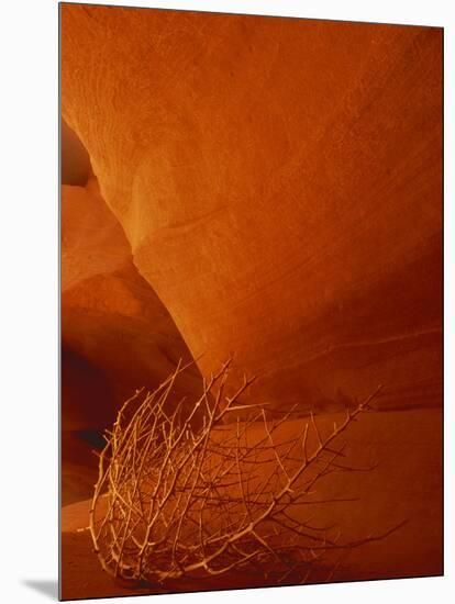 Tumbleweed on Ledge in Antelope Canyon, Page, Arizona, USA-Adam Jones-Mounted Photographic Print