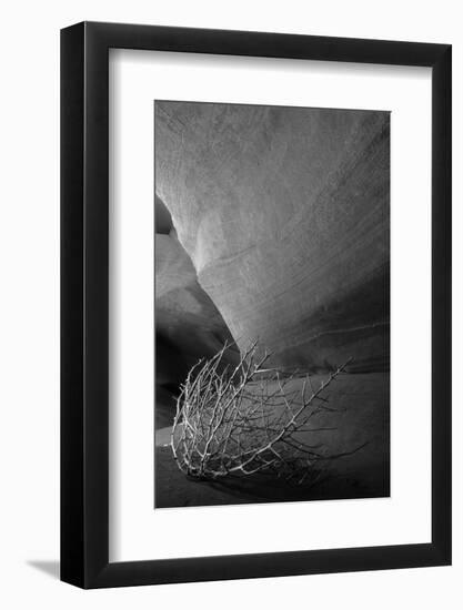 Tumbleweed on Ledge in Antelope Canyon, Page, Arizona, USA-Adam Jones-Framed Photographic Print